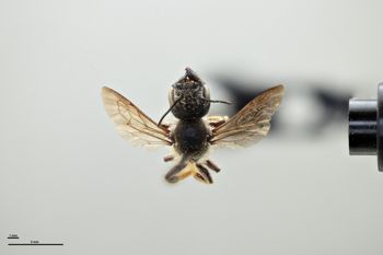 Media type: image;   Entomology 785933 Aspect: habitus dorsal view